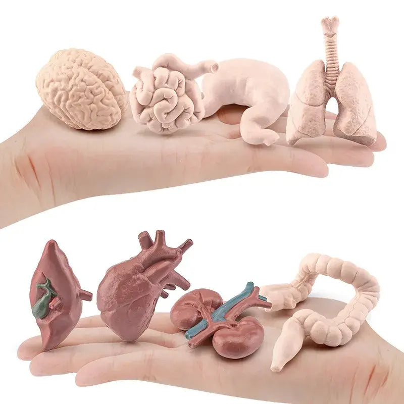 Body Organ Miniature Anatomy Organs Model