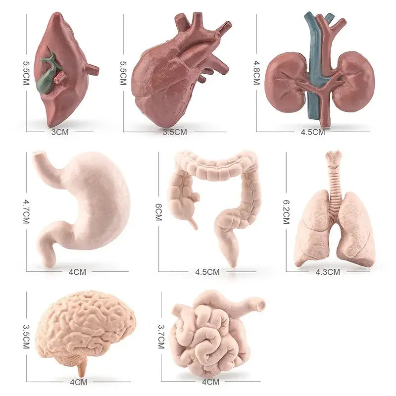 Body Organ Miniature Anatomy Organs Model