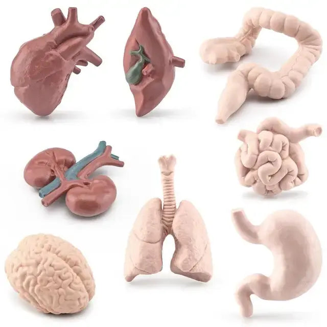 Body Organ Miniature Anatomy Organs Model